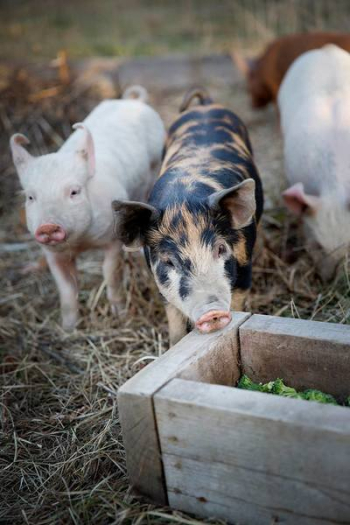 Cute Piglets On A Farm Cute Piglets On A Farm