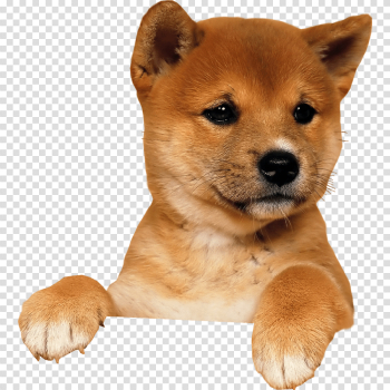 Cute puppy climbing transparent background Cute puppy climbing transparent background