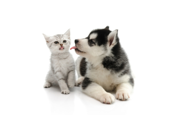 Cute puppy kissing cute tabby kitten on white background isolated