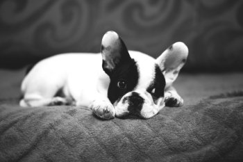 Cute puppy on a sofa Cute puppy on a sofa