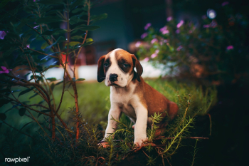 Cute sad-looking puppy | Free stock photo - 437412 Cute sad-looking puppy | Free stock photo - 437412