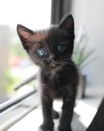 Cute Short-fur Black Kitten With Blue Eyes