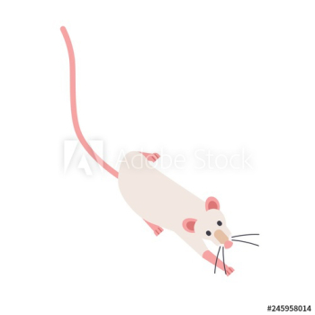 Cute sneaking fancy rat