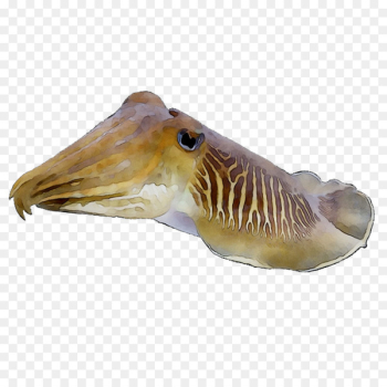 Cuttlefishes Squid Fauna - Cuttlefishes Squid Fauna -