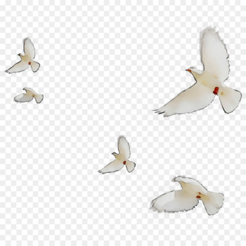 Cygnini Beak Goose Duck Water bird - Cygnini Beak Goose Duck Water bird -