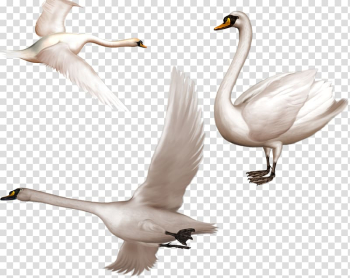 Cygnini Bird , White Swan transparent background PNG clipart