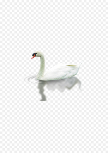 Cygnini Falcated duck Download - duck Cygnini Falcated duck Download - duck