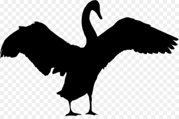 Cygnini Goose Beak Bird Duck - Cygnini Goose Beak Bird Duck -