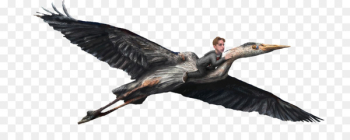 Cygnini Goose Beak Duck Cormorant - goose Cygnini Goose Beak Duck Cormorant - goose