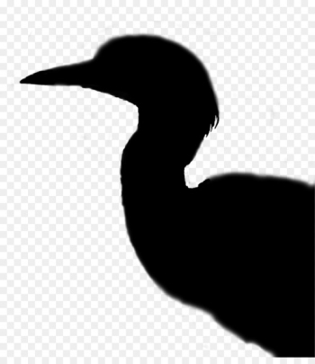 Cygnini Goose Beak Duck Water bird - Cygnini Goose Beak Duck Water bird -