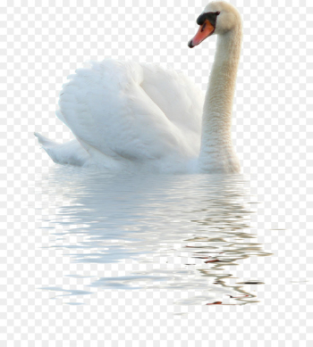 Cygnini Goose Bird Paper Duck - White Swan Cygnini Goose Bird Paper Duck - White Swan