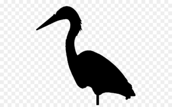 Cygnini Goose Duck Water bird - Cygnini Goose Duck Water bird -
