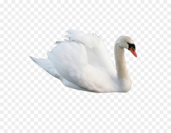 Cygnini Swan goose Bird - swan Cygnini Swan goose Bird - swan