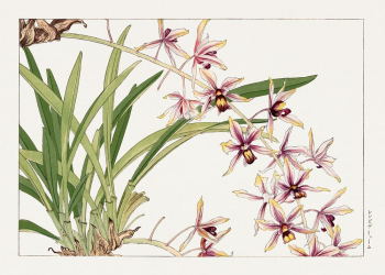 Cymbidium orchid, Japanese woodblock art | Free Photo Illustration - rawpixel Cymbidium orchid, Japanese woodblock art | Free Photo Illustration - rawpixel