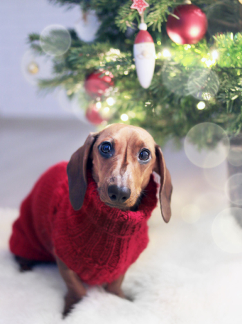 Dachshund Dog Wearing a Red Sweater Dachshund Dog Wearing a Red Sweater