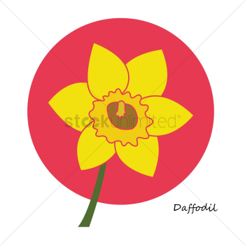 Daffodil flower Daffodil flower