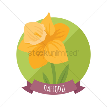 Daffodil flower Daffodil flower
