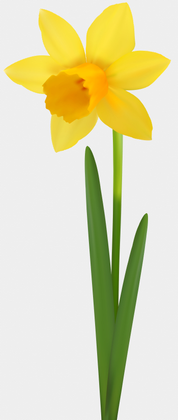 Daffodil Flower Transparent Image | Gallery Yopriceville - High ...