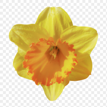 Daffodil png, yellow flower clipart, | Free PNG - rawpixel