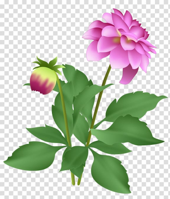 Dahlia Autumn Petal Peony Flower, autumn transparent background PNG clipart Dahlia Autumn Petal Peony Flower, autumn transparent background PNG clipart