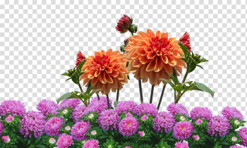 Dahlia Flower garden Flower garden Desktop , flower transparent background PNG clipart