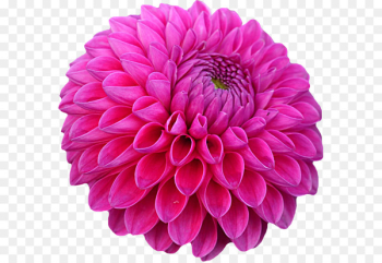 Dahlia Stock photography Royalty-free Image - chrysanthemums outline 