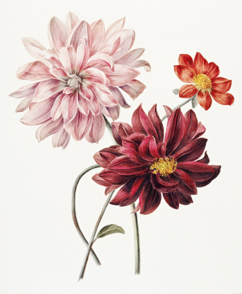 Dahlias by Willem Hekking (I) | Free Photo Illustration - rawpixel