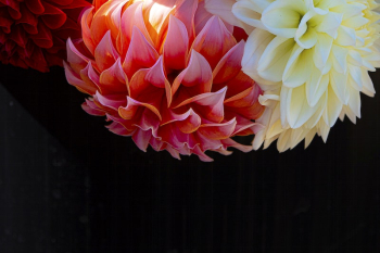 Dahlias soak in the sun | Free Photo - rawpixel