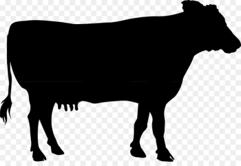 Dairy cattle Calf Bull - Dairy cattle Calf Bull -