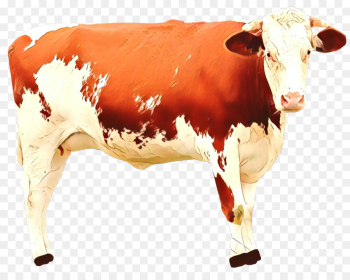 dairy cow bovine cow-goat family livestock bull dairy cow bovine cow-goat family livestock bull