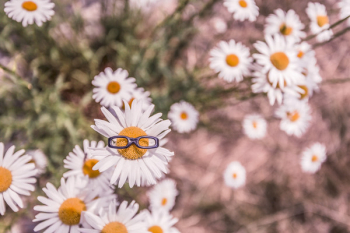 Daisies in Summer Free Photo 