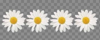 Daisies PNG High-Quality Image