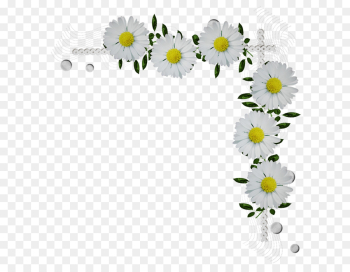 Daisy Daisy