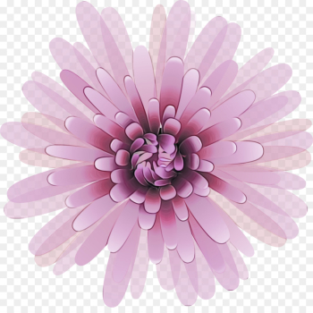 Daisy Daisy
