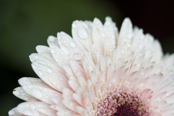 Daisy Close Up With Dew Drops Daisy Close Up With Dew Drops