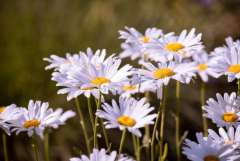 Daisy Flower Daisy Flower
