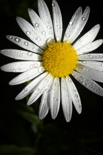 Daisy Flower Daisy Flower