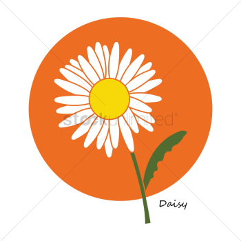 Daisy flower Daisy flower