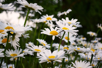Daisy Flower Field Daisy Flower Field