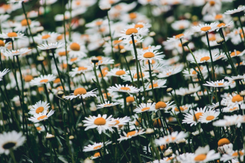 Daisy Flower Field Daisy Flower Field