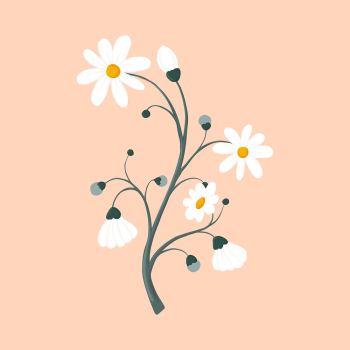 Daisy flower sticker, aesthetic feminine | Free PSD - rawpixel Daisy flower sticker, aesthetic feminine | Free PSD - rawpixel