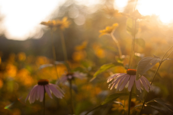 Daisy Flowers Daisy Flowers