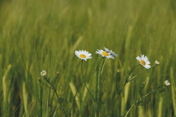 Daisy Flowers Daisy Flowers
