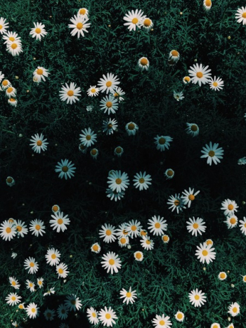 Daisy Flowers Daisy Flowers