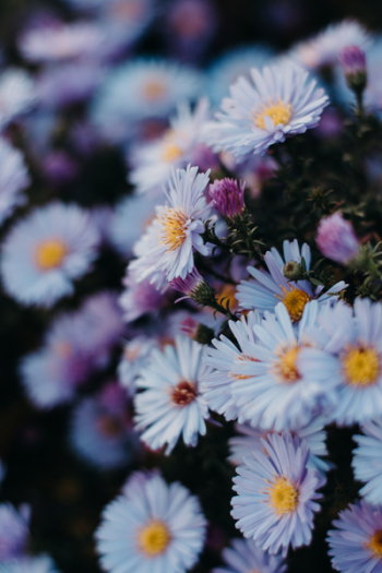 Daisy Flowers Daisy Flowers