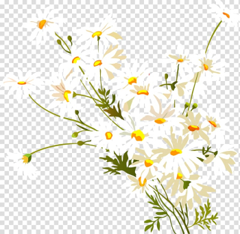 Daisy flowers illustration, Flower Common daisy Watercolor painting , camomile transparent background PNG clipart