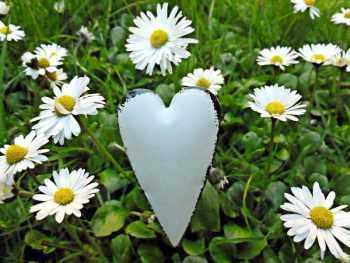 Daisy Lot Daisy Lot