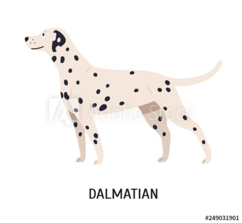 Dalmatian Dalmatian