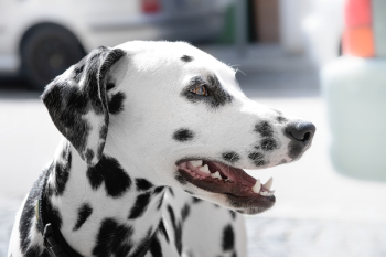 Dalmatian Dog during Day Time Dalmatian Dog during Day Time