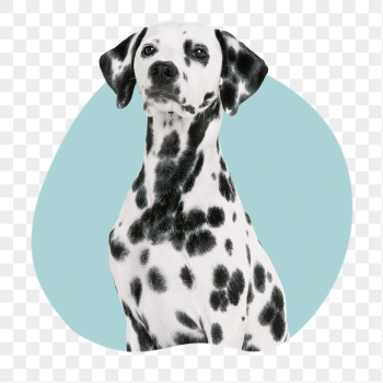 Dalmatian dog png badge sticker, | Free PNG - rawpixel Dalmatian dog png badge sticker, | Free PNG - rawpixel